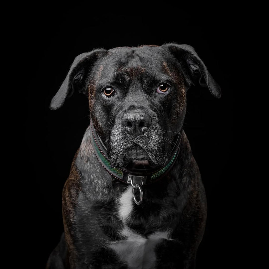 The ''D`Albertis'' collar