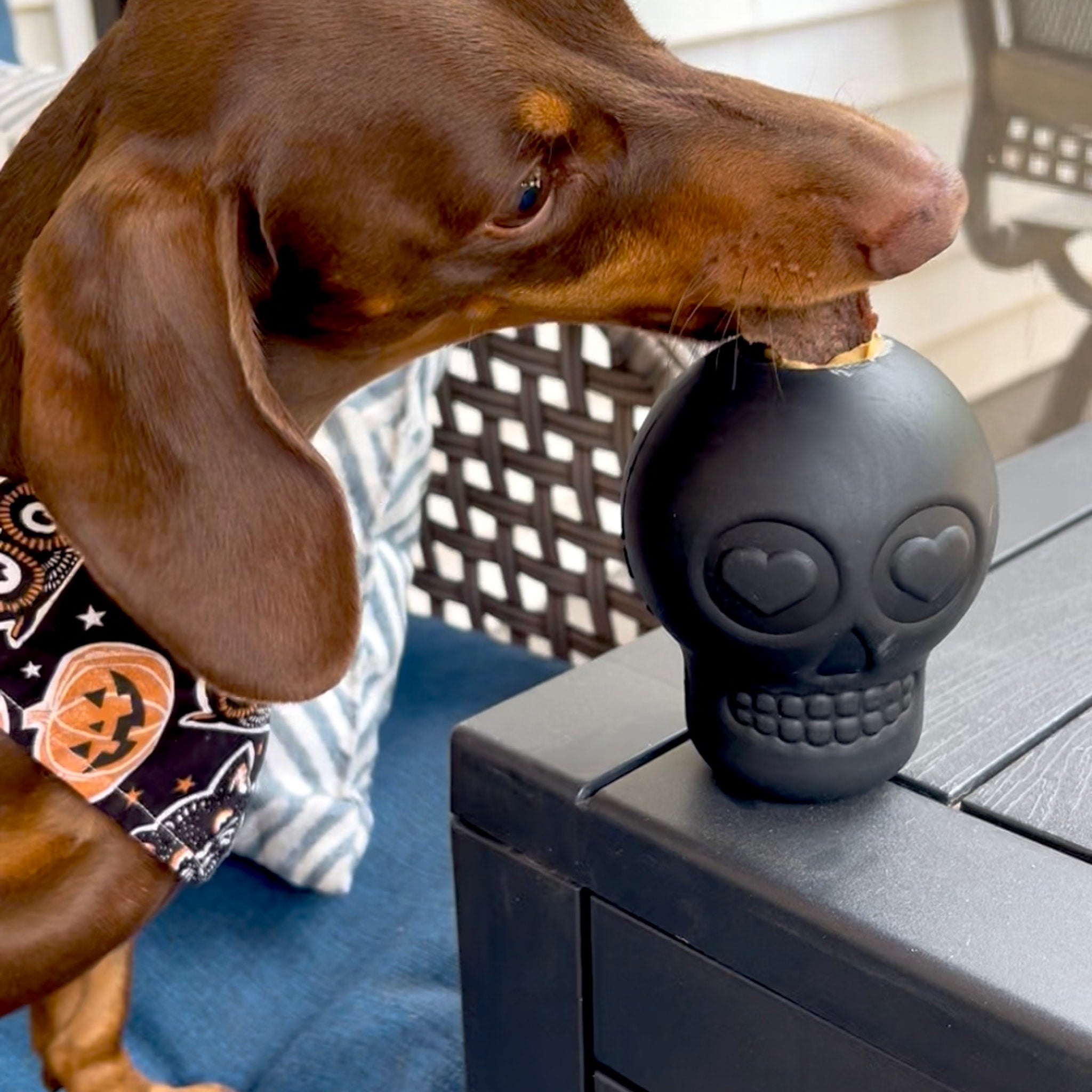Dog Treat Dispensers